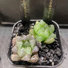 2026年最新】ハオルチア セットの人気アイテム - メルカリ