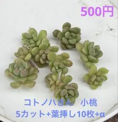 ミロッキー様 リクエスト 2点 まとめ商品