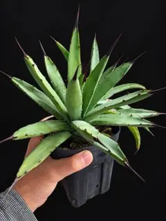 アガベ マクロアカンサ 中株 ドライガーデン 観葉植物 多肉植物
