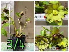 りっちゃん様確認用　GS:クリスマスローズ開花株