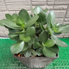 86　金のなる木 植木鉢付き⚫訳あり特別価格⚫のサムネイル
