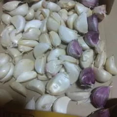 생당근 한 컵, 네코포스, 500g, 재배기간 농약 미사용