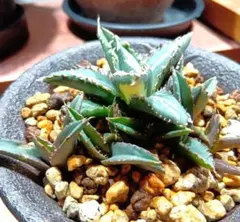 2026年最新】チタノタ錦 アガベの人気アイテム - メルカリ