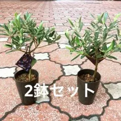 2026年最新】オリーブの木 soujuの人気アイテム - メルカリ