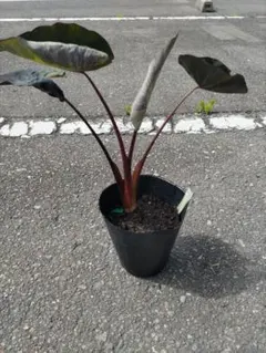 콜로카시아 포레스트 선라이즈