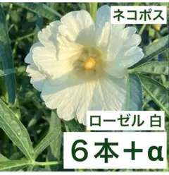 ハイビスカスローゼル　ローゼル　白 花色　アイボリー 苗　6本+α(予備1本)のサムネイル