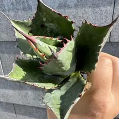 2025年最新】パラサナの人気アイテム - メルカリ