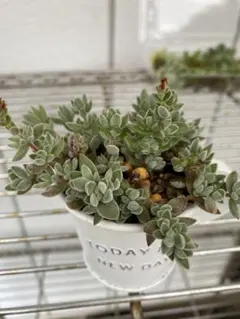 ぺーすけ様 リクエスト 3点 まとめ商品