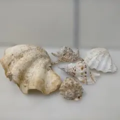 トウカムリ 貝殻 3点セット 巻き貝 飾り 標本 アクアリウム 置物 インテリア トウカムリ 貝殻 3点セット 巻き貝 飾り 標本 アクアリウム 置物