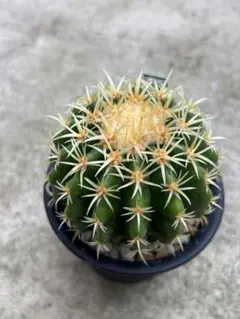 越冬済み 大株　10頭発根済み　ウチワサボテン アメリカンハウス　金鯱　メキシコ 30cm】金鯱 サボテン 特大 10号 発根済 ドライガーデン 金シャチ