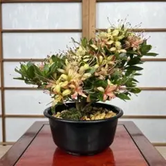 皐月(さつき)】 