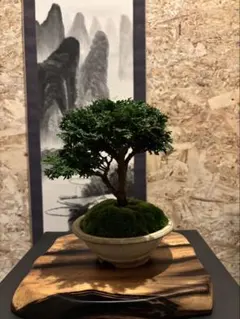 【貴風 津山檜盆栽】真柏　　　⭕希少、美品、お薦め品❗ 貴風 津山檜盆栽】真柏 ⭕石付き懸崖～美品❗ 盆栽]真