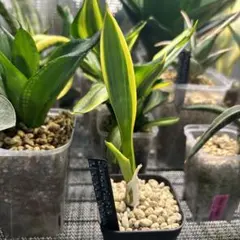 2026年最新】サンスベリアの人気アイテム - メルカリ