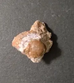 三葉虫 化石 fossil ボリビア産 trilobite ノジュール種類⑨ - メルカリ