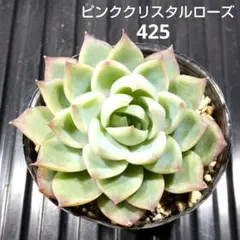 ピンククリスタルローズ 425 エケベリア 多肉植物 抜き苗