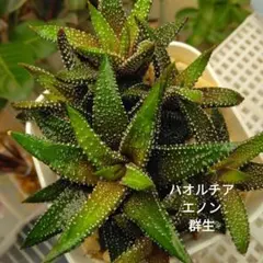 2025年最新】アロエ 植物の人気アイテム - メルカリ