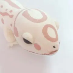 てと様 リクエスト 2点 まとめ商品