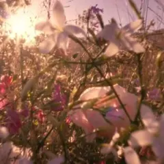 Item thumbnail for item 738acc15-b408-4ef2-8519-a69fb19f94ea