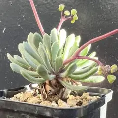 2025年最新】チレコドンの人気アイテム - メルカリ