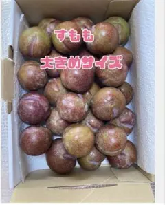살도 빨갛다!자두 1 킬로