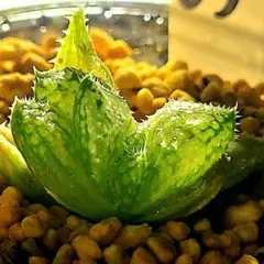 や*命様 65◎レア 特選ゴジラ ブルニアエ 実生 多肉植物 ハオルチア アロエのサムネイル