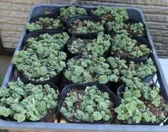 ごんべ様 リクエスト 2点 まとめ商品