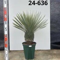 【おまけ付き】ユッカ リギダ　ナイスサイズ 2026年最新】Yuccaの人気アイテム - メルカリ