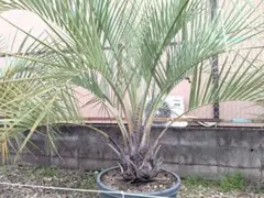 ココスヤシ 鉢上から160cm - メルカリ
