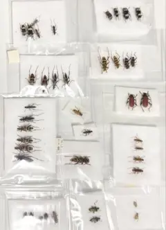 2026年最新】カミキリムシ標本の人気アイテム - メルカリ