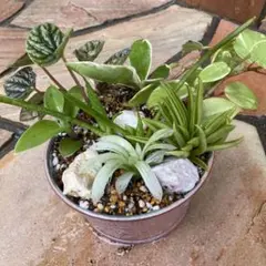 ＊観葉植物 寄せ植え ペペロミア ハオルチア・ホヤ鉢ごと発送＊のサムネイル
