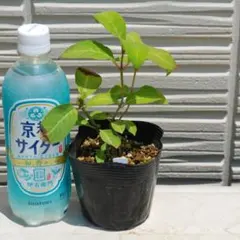 G⑨PVPアジサイ「夜の虹」10.5cmポット KAMOセレ ラベル付き正規品