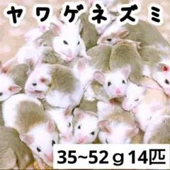 2025年最新】ヤワゲネズミの人気アイテム - メルカリ