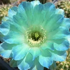 2025年最新】サボテンの人気アイテム - メルカリ