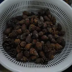 松ぼっくり 約150個 ハンドメイド素材　手作り　クリスマスリース等にも