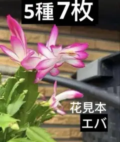 ジャコサボテン　テンマークカクタス カット挿し穂 5種7本313円
