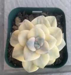 Sakura様専用 ラブリーローズ錦 多肉植物 エケベリア 韓国苗 抜き苗