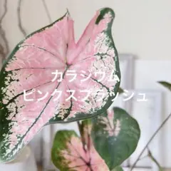 花苗】ミニアンスリウム しづき 詩月 3.5号鉢 鉢ごと発送 - メルカリ