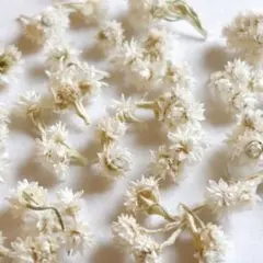 2025年最新】カワラハハコの人気アイテム - メルカリ