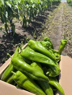 牛角椒とうがらし15kg - メルカリ