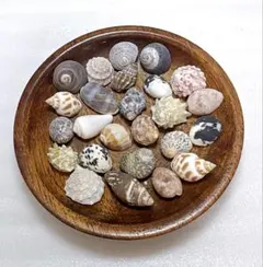 ヤドカリ貝殻 SS〜Sサイズ位 ヤドカリさんの宿替えに♪25セット①