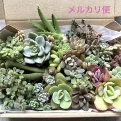 【お得】多肉植物 セダム　カット苗たっぷり詰め合わせセット 初心者　多肉弁当