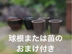 陶器製　植木鉢 5個アマリリス球根おまけ付きのサムネイル