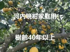 河内晩柑 家庭用 樹齢40年以上のサムネイル