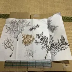 深海植物　7点まとめ売り2-①
