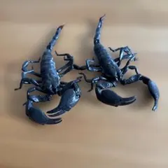 Item thumbnail for item 5c49162b-f8c1-4924-af8d-be5474c1aa9c