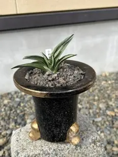 ⭕️週末限定‼️希少 万年青 王冠 - メルカリ