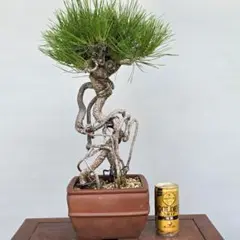 黒松盆栽❗️小品盆栽❗️古木❗️値下げ不可 黒松 小品盆栽