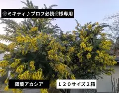 ❀ミキティ♪プロフ必読様❀　専用　　　　銀葉アカシア　120サイズ２箱