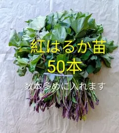 はるか切り苗 50本 茨城県産 サツマイモ さつまいも 家庭農園 大口対応