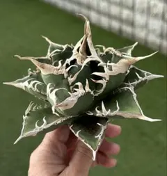 最終値下げ！アガベ　チタノタ　オテロイ　緑幽霊　超バンド　うねり　極上株 アガベ チタノタ 緑幽霊 / GG-06 | アガベ専門店 モンスターハウス